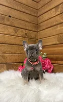 Beau, a female French Bulldog for sale in Sugarcreek, OH – Photo 3 of 5