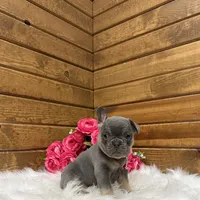 Beau, a female French Bulldog for sale in Sugarcreek, OH – Photo 5 of 5