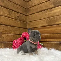Beau, a female French Bulldog for sale in Sugarcreek, OH – Photo 3 of 5