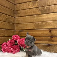 Beau, a female French Bulldog for sale in Sugarcreek, OH – Photo 2 of 5