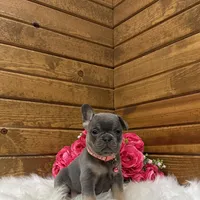 Beau, a female French Bulldog for sale in Sugarcreek, OH – Photo 1 of 5