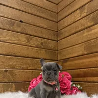 Beau, a female French Bulldog for sale in Sugarcreek, OH – Photo 4 of 5