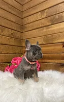 Beau, a female French Bulldog for sale in Sugarcreek, OH – Photo 2 of 5