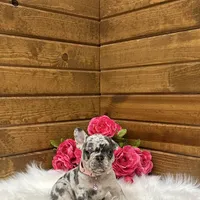 Sophie, a female French Bulldog for sale in Sugarcreek, OH – Photo 6 of 6