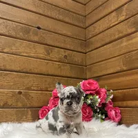 Sophie, a female French Bulldog for sale in Sugarcreek, OH – Photo 1 of 6