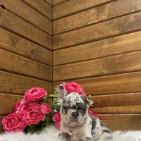 Sophie, a female French Bulldog for sale in Sugarcreek, OH – Photo 4 of 6