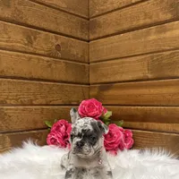 Sophie, a female French Bulldog for sale in Sugarcreek, OH – Photo 2 of 6