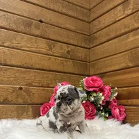 Sophie, a female French Bulldog for sale in Sugarcreek, OH – Photo 3 of 6