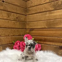 Sophie, a female French Bulldog for sale in Sugarcreek, OH – Photo 5 of 6