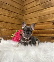 Maple, a female French Bulldog for sale in Sugarcreek, OH – 3 of 5
