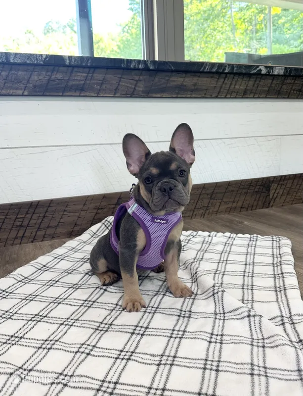 Coral – French Bulldog puppy for sale in Sugarcreek, OH