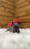 Sena, a female French Bulldog for sale in Sugarcreek, OH – 2 of 5