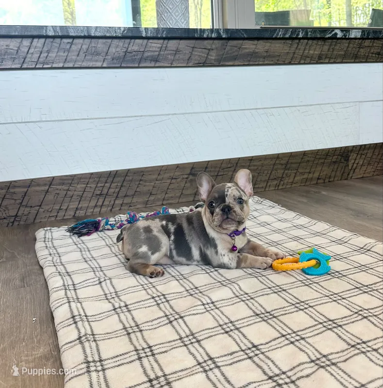 Janie – French Bulldog puppy for sale in Sugarcreek, OH