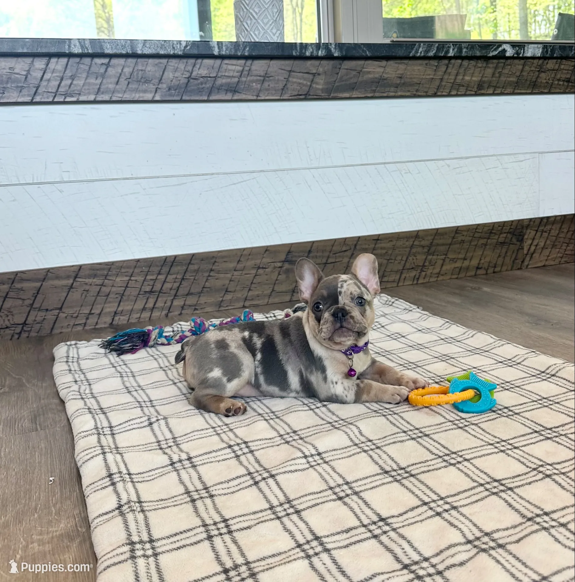 Janie, a female French Bulldog for sale in Sugarcreek, OH – 1 of 7