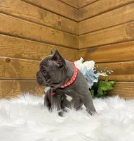 Mason, a male French Bulldog for sale in Sugarcreek, OH – 4 of 6