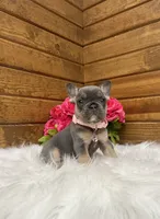 Molli, a female French Bulldog for sale in Sugarcreek, OH – 3 of 4