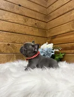 Mason, a male French Bulldog for sale in Sugarcreek, OH – 2 of 6