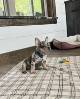 Aspen, a male French Bulldog for sale in Sugarcreek, OH – 4 of 6