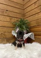 Enzo, a male French Bulldog for sale in Sugarcreek, OH – Photo 6 of 6