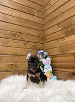 Enzo, a male French Bulldog for sale in Sugarcreek, OH – Photo 5 of 6