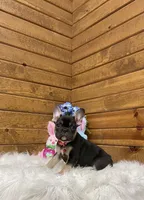 Enzo, a male French Bulldog for sale in Sugarcreek, OH – Photo 2 of 6