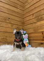 Enzo, a male French Bulldog for sale in Sugarcreek, OH – Photo 1 of 6