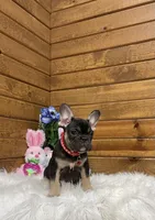 Enzo, a male French Bulldog for sale in Sugarcreek, OH – Photo 4 of 6