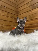 Ember, a female French Bulldog for sale in Sugarcreek, OH – 4 of 5
