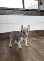 Emmy, a female French Bulldog for sale in Sugarcreek, OH – Photo 6 of 9