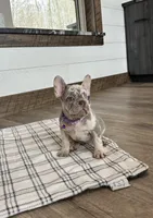 Emmy, a female French Bulldog for sale in Sugarcreek, OH – Photo 3 of 9