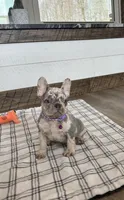 Emmy, a female French Bulldog for sale in Sugarcreek, OH – Photo 4 of 9