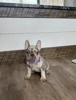 Emmy, a female French Bulldog for sale in Sugarcreek, OH – Photo 2 of 9