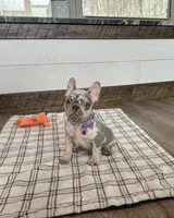 Emmy, a female French Bulldog for sale in Sugarcreek, OH – Photo 8 of 9