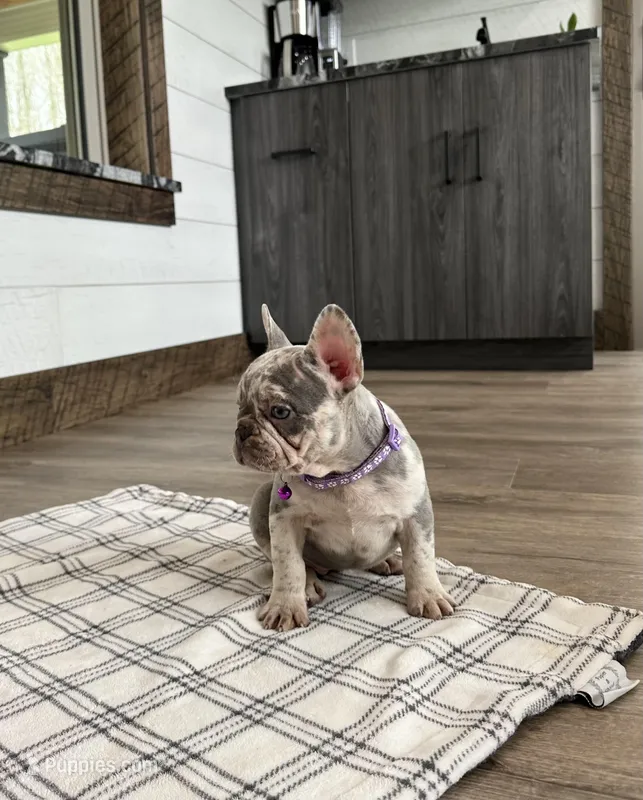 Emmy – French Bulldog puppy for sale in Sugarcreek, OH