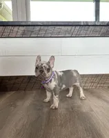 Emmy, a female French Bulldog for sale in Sugarcreek, OH – Photo 5 of 9