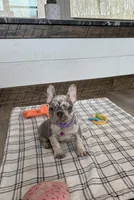 Emmy, a female French Bulldog for sale in Sugarcreek, OH – Photo 7 of 9
