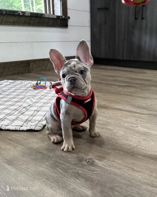 Leo – French Bulldog puppy for sale in Sugarcreek, OH