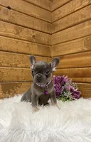 Violet, a female French Bulldog for sale in Sugarcreek, OH – Photo 2 of 4