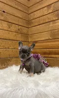 Violet, a female French Bulldog for sale in Sugarcreek, OH – Photo 3 of 4