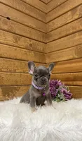 Violet, a female French Bulldog for sale in Sugarcreek, OH – Photo 4 of 4