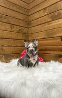 Posie, a female French Bulldog for sale in Sugarcreek, OH – 3 of 4