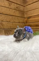 Knox, a male French Bulldog for sale in Sugarcreek, OH – Photo 3 of 6