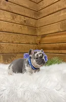 Knox, a male French Bulldog for sale in Sugarcreek, OH – Photo 5 of 6