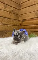 Knox, a male French Bulldog for sale in Sugarcreek, OH – Photo 1 of 6