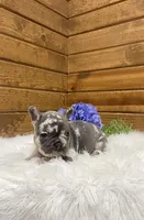 Knox, a male French Bulldog for sale in Sugarcreek, OH – Photo 4 of 6