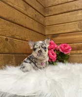Niki, a female French Bulldog for sale in Sugarcreek, OH – 3 of 6