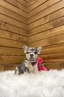 Gracie, a female French Bulldog for sale in Sugarcreek, OH – 3 of 5