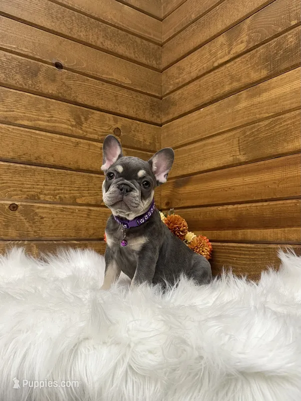 Ember – French Bulldog puppy for sale in Sugarcreek, OH