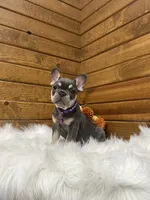 Ember, a female French Bulldog for sale in Sugarcreek, OH – 1 of 5