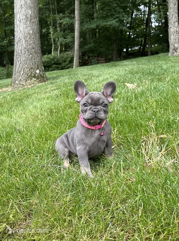 Sena – French Bulldog puppy for sale in Sugarcreek, OH